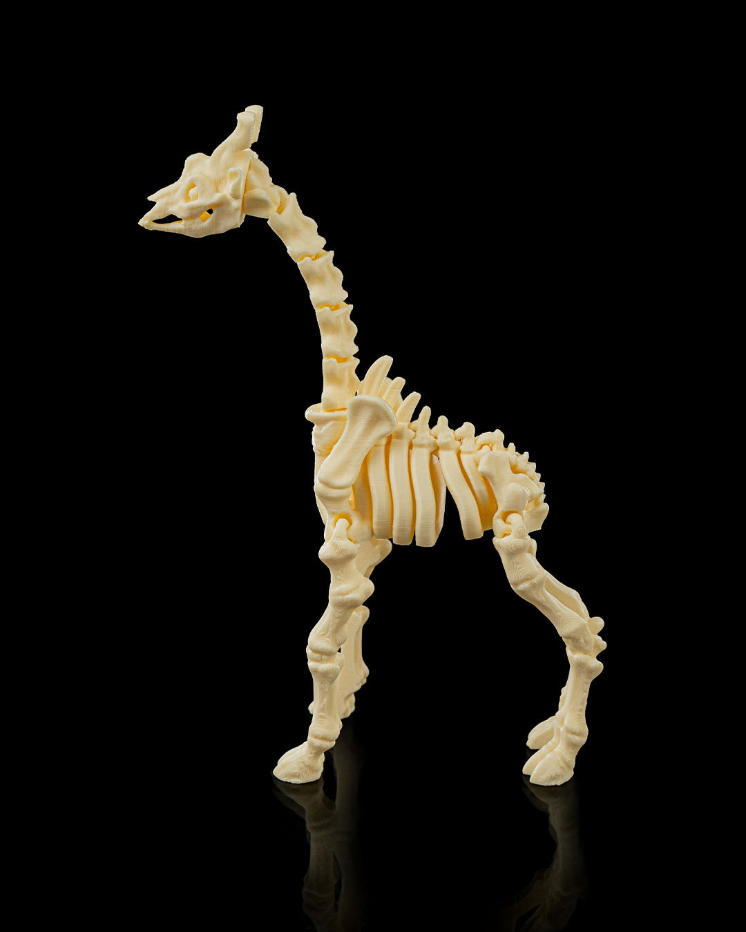 Close-up of giraffe skeleton fidget joints and details - side view