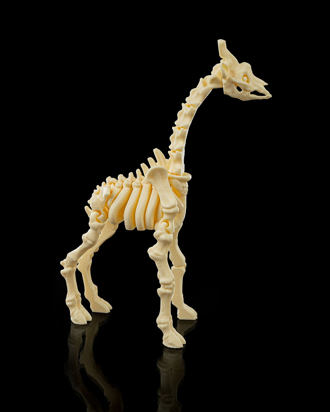 Side view of the skeleton Fidget Giraffe 3D printed in beige PLA standing upright on black background