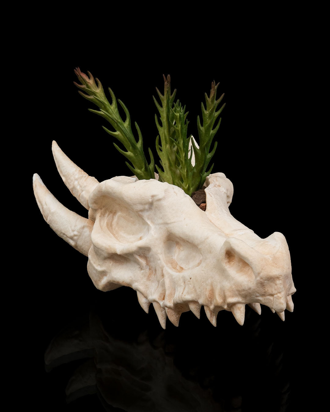 Deathroot skull planter with dragon horn details holding green succulent