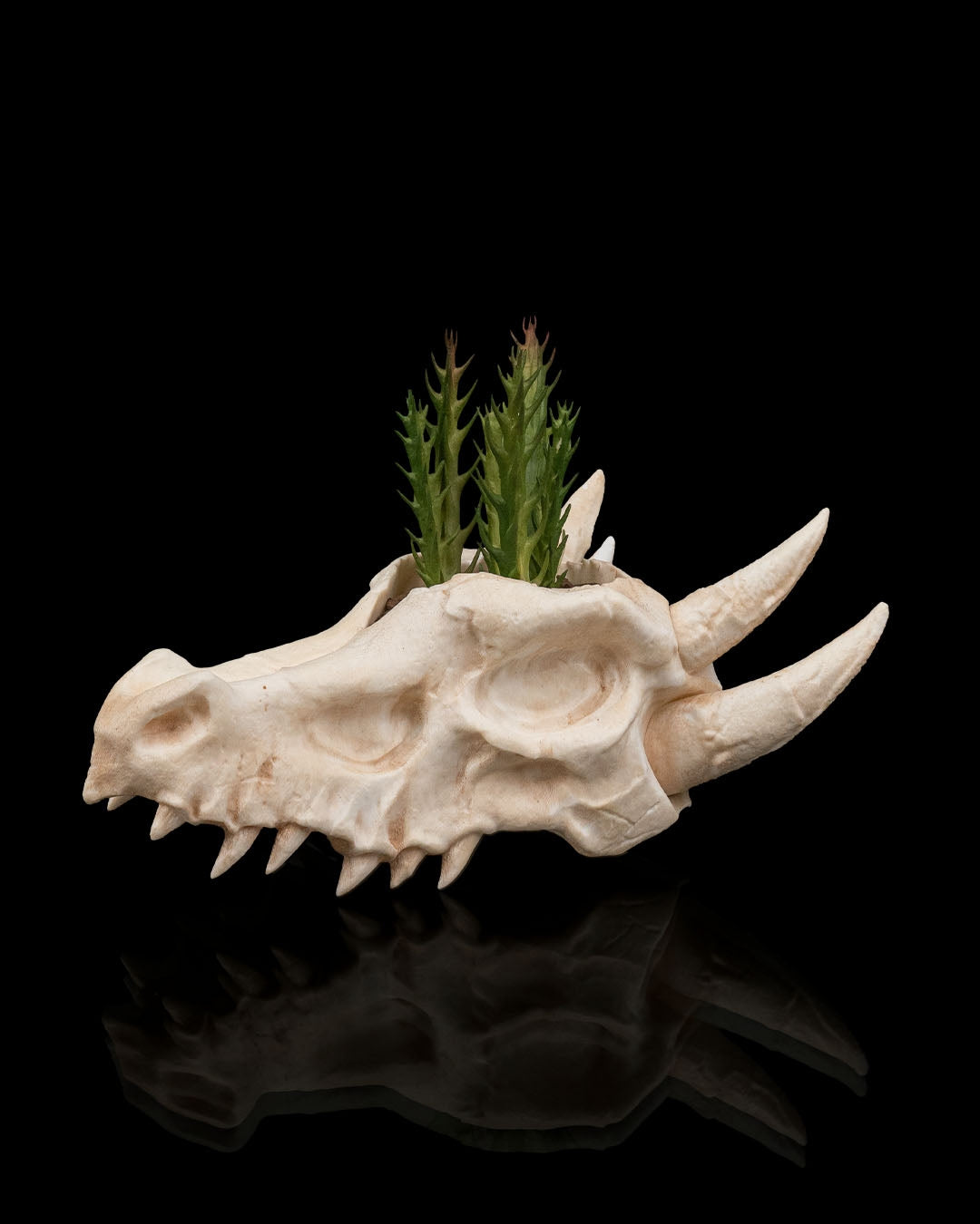 Beige Deathroot skull planter showing side profile with detailed teeth and horns