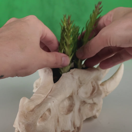 360-degree rotating view of Deathroot dragon skull planter in white and beige finishes