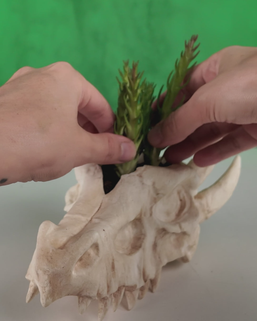 360-degree rotating view of Deathroot dragon skull planter in white and beige finishes