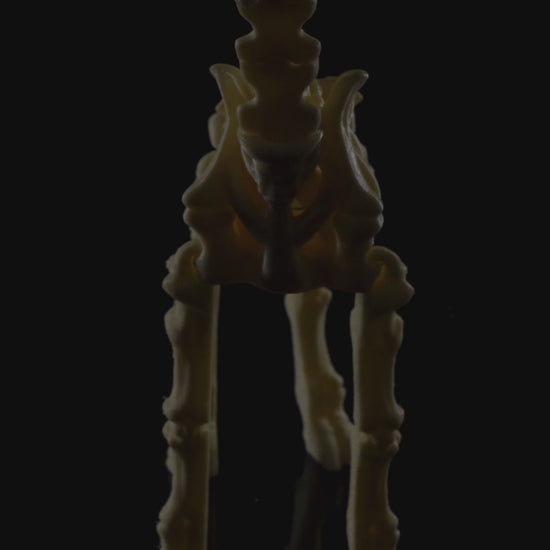 Video of the skeleton Fidget Giraffe 3D printed in beige PLA standing upright on black background