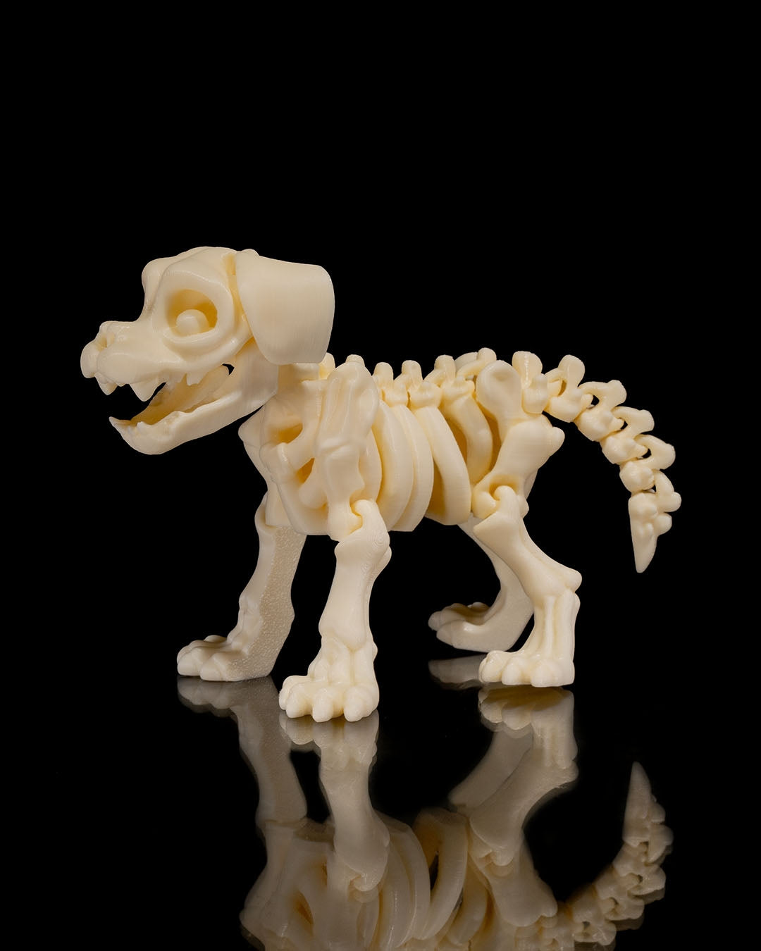 Side profile of Skeleton Fidget Dog 3D print showing bone structure and posable joints.