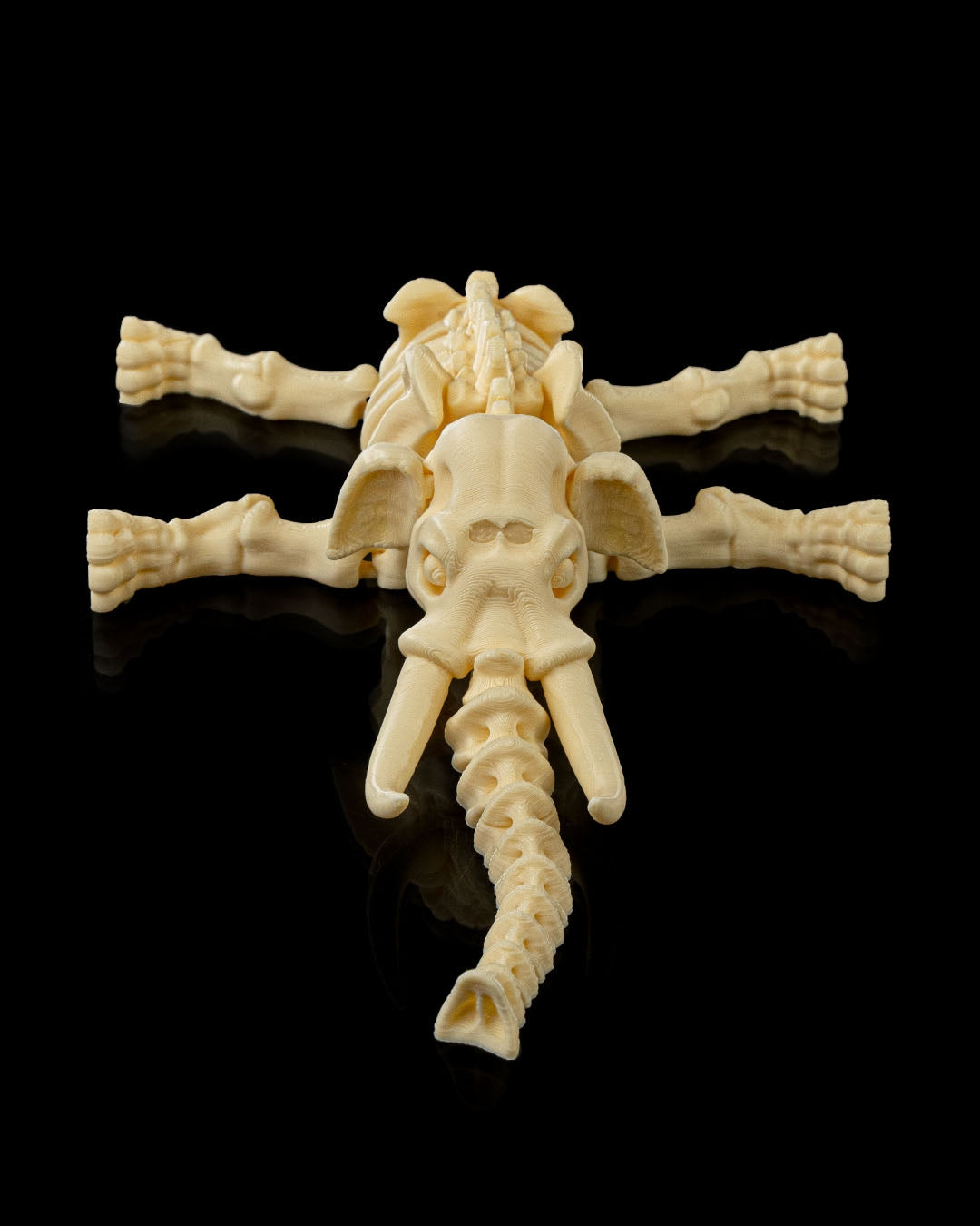 Flat view of Skeleton Fidget Elephant 3D print showing tusks and skeletal details